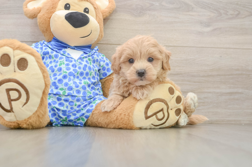 6 week old Maltipoo Puppy For Sale - Pilesgrove Pups