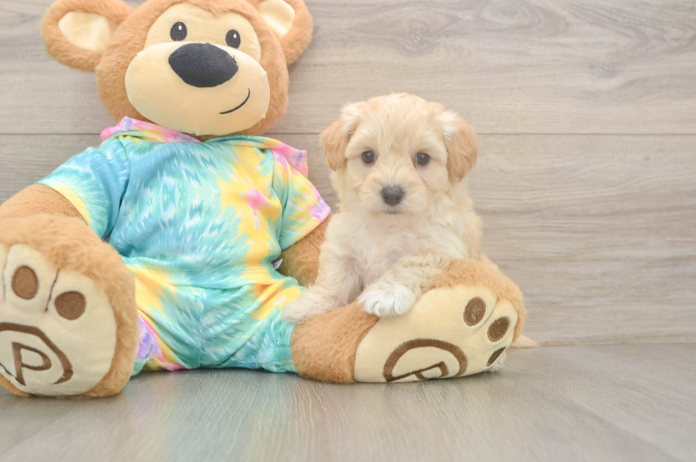 5 week old Maltipoo Puppy For Sale - Pilesgrove Pups