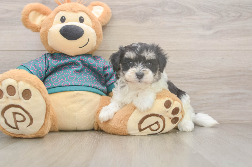 5 week old Maltipoo Puppy For Sale - Pilesgrove Pups