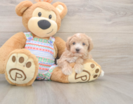 5 week old Maltipoo Puppy For Sale - Pilesgrove Pups