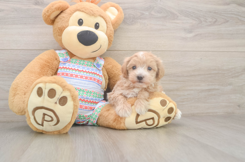 5 week old Maltipoo Puppy For Sale - Pilesgrove Pups