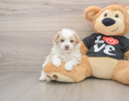 6 week old Maltipoo Puppy For Sale - Pilesgrove Pups