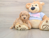 7 week old Maltipoo Puppy For Sale - Pilesgrove Pups