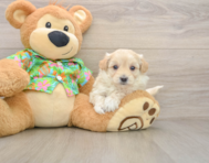 8 week old Maltipoo Puppy For Sale - Pilesgrove Pups
