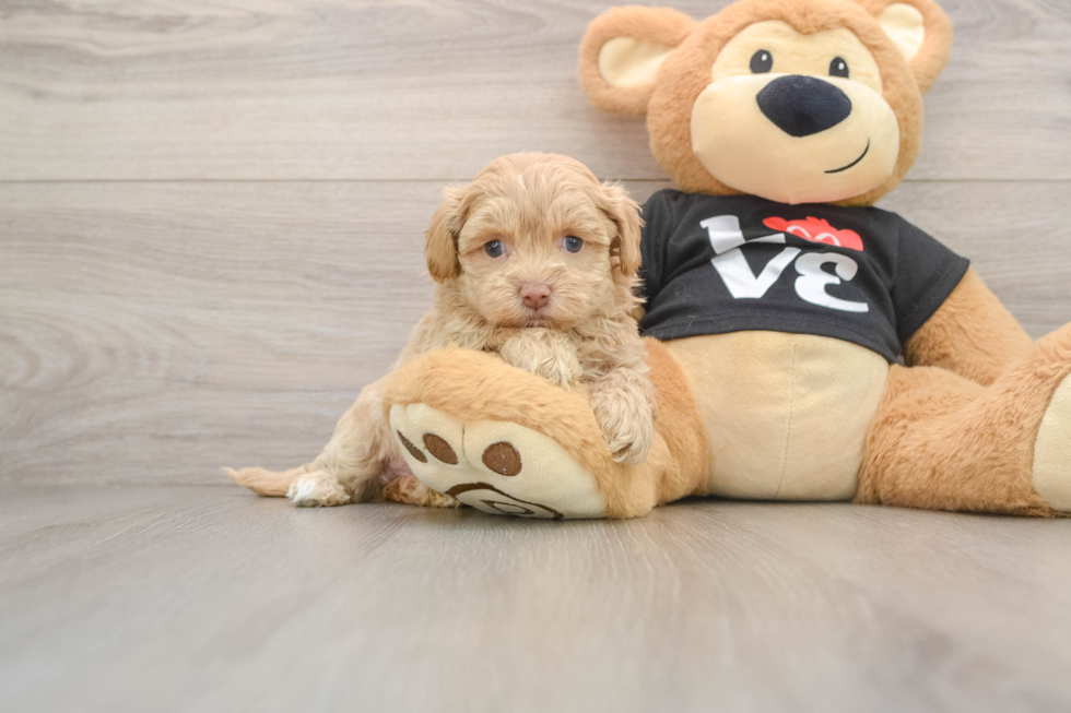 Funny Maltipoo Poodle Mix Pup