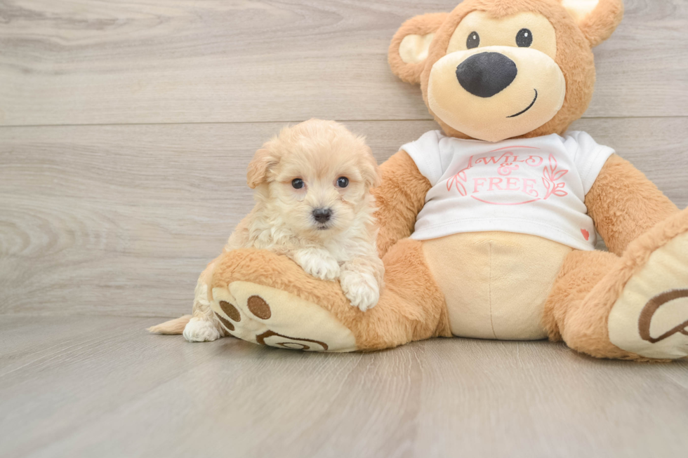 Playful Maltepoo Poodle Mix Puppy