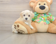 8 week old Maltipoo Puppy For Sale - Pilesgrove Pups