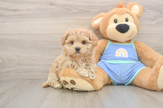 Maltipoo Puppy for Adoption
