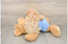 Maltipoo Puppy for Adoption