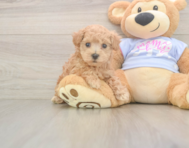 7 week old Maltipoo Puppy For Sale - Pilesgrove Pups