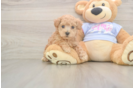 Hypoallergenic Malt a Poo Poodle Mix Puppy