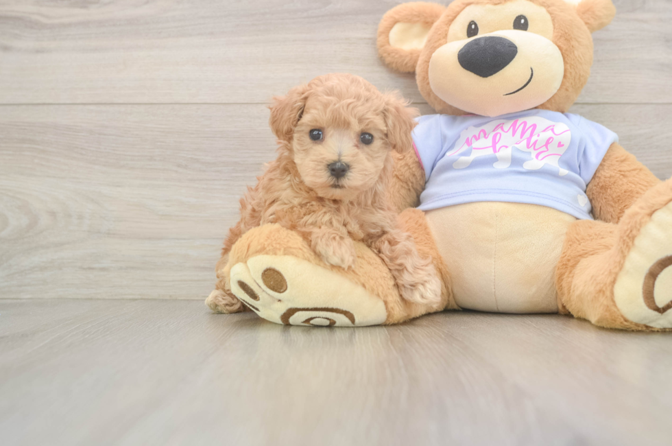 5 week old Maltipoo Puppy For Sale - Pilesgrove Pups
