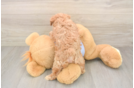 Small Maltipoo Baby