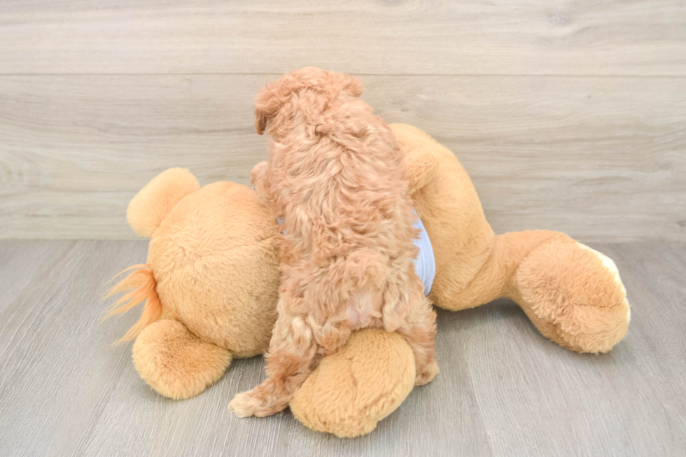 Small Maltipoo Baby