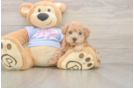 Best Maltipoo Baby