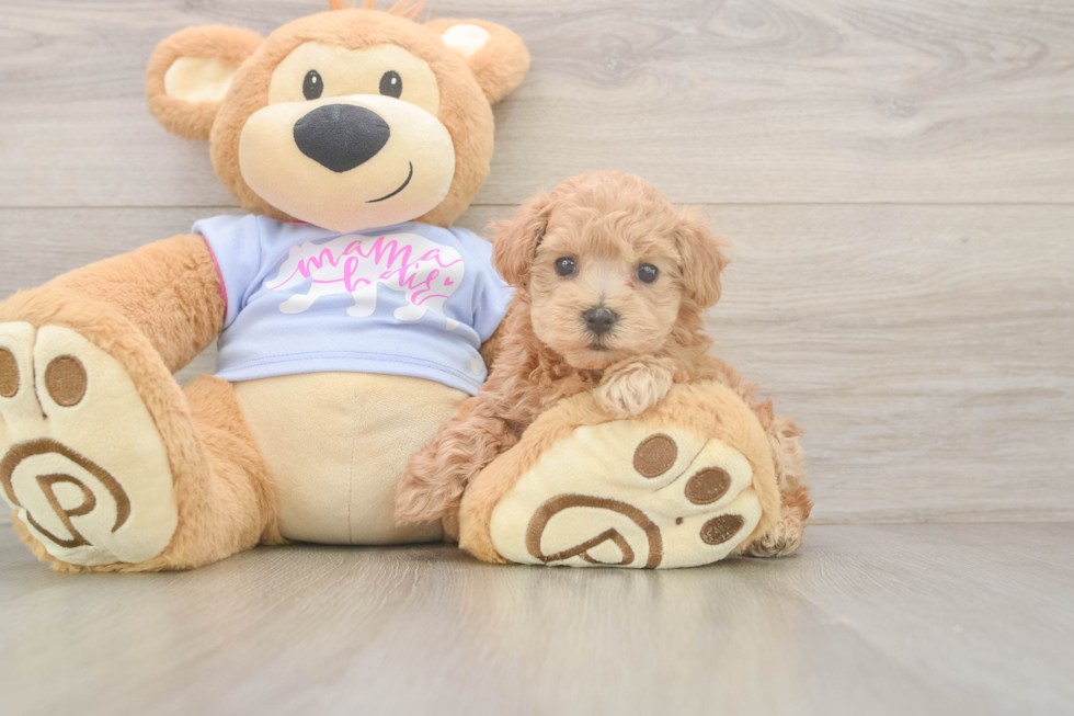 Best Maltipoo Baby