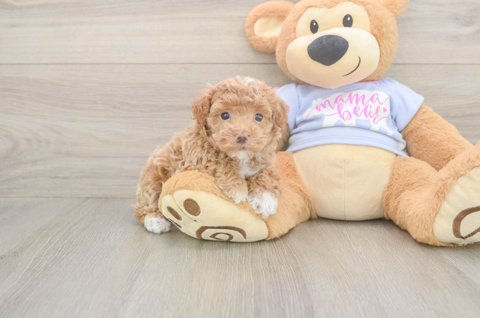 5 week old Maltipoo Puppy For Sale - Pilesgrove Pups