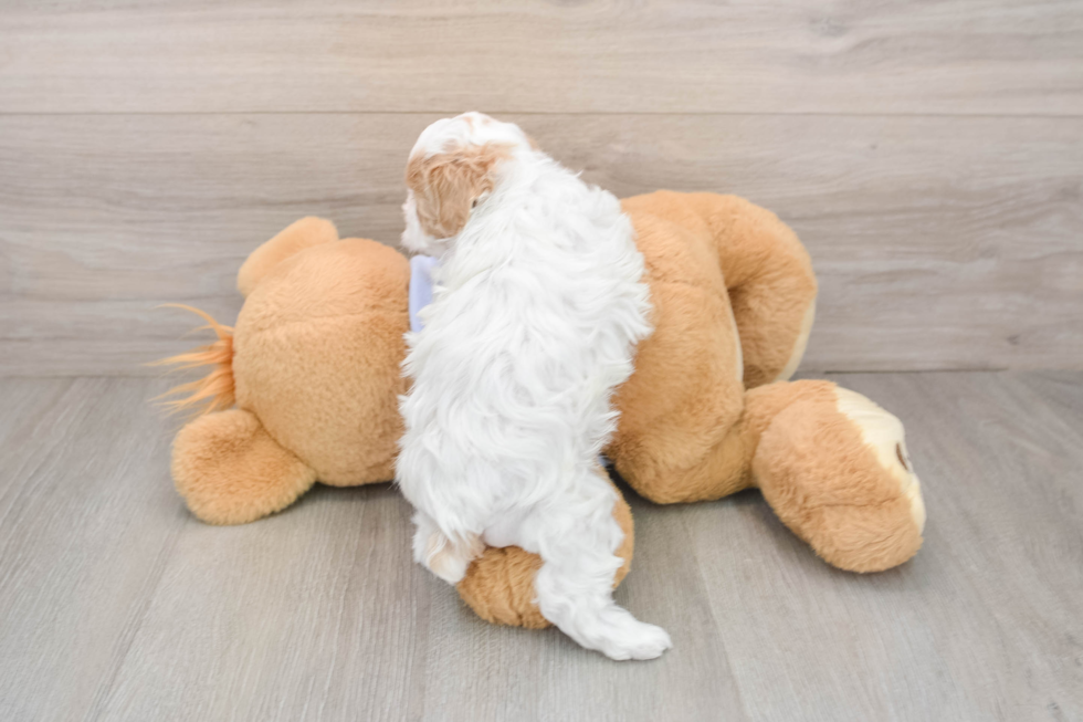 Smart Maltipoo Poodle Mix Pup