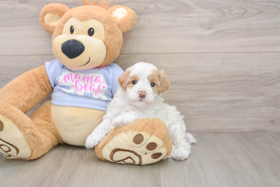 Maltipoo Pup Being Cute