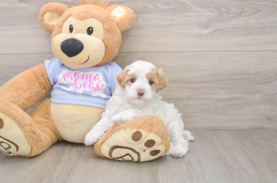 Maltipoo Pup Being Cute