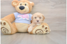 Adorable Malt Oodle Poodle Mix Puppy