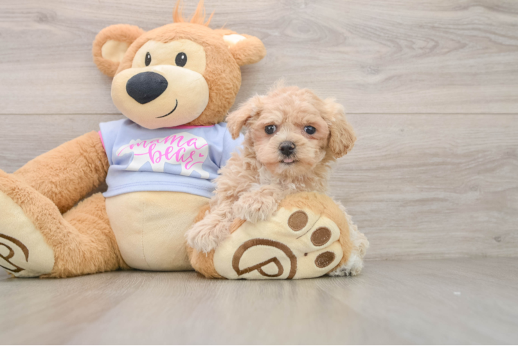 Maltipoo Puppy for Adoption