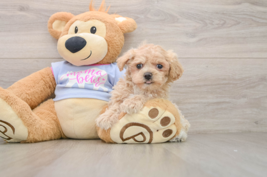 Maltipoo Puppy for Adoption