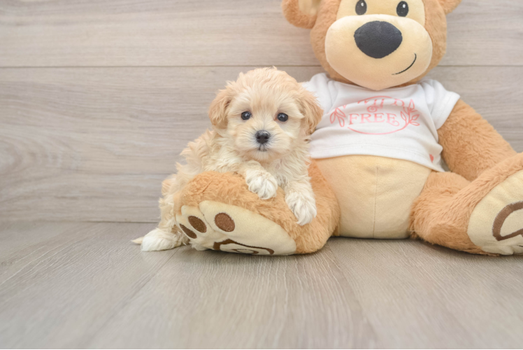 Best Maltipoo Baby