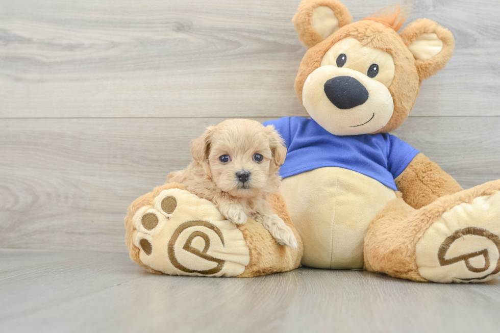 Funny Maltipoo Poodle Mix Pup