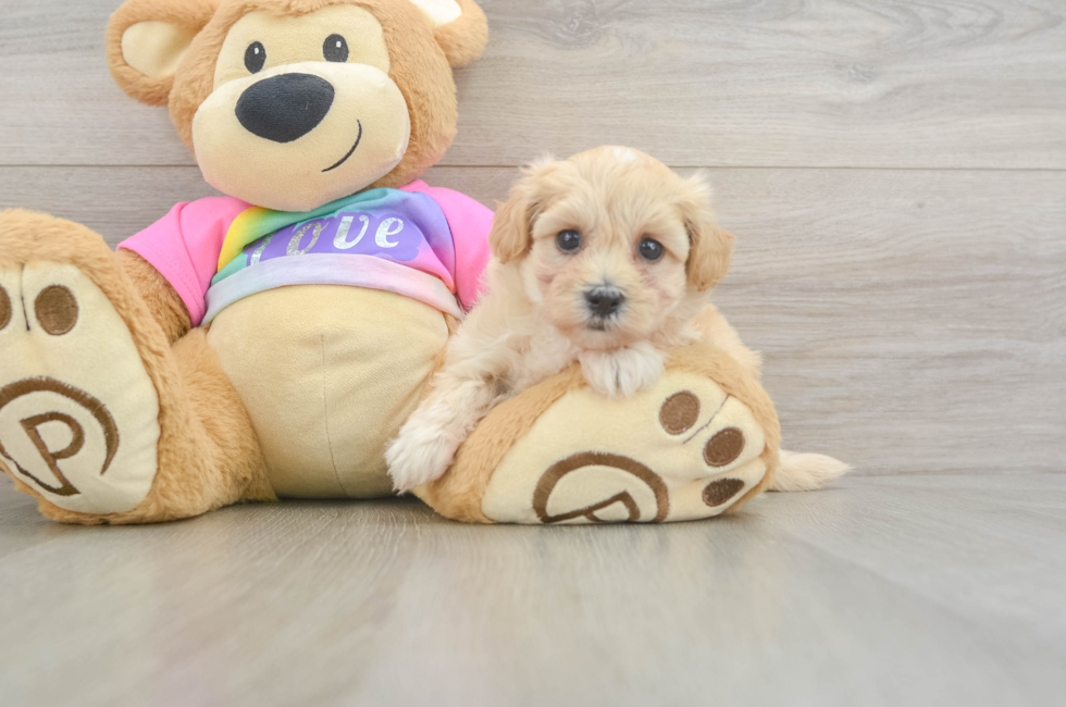 6 week old Maltipoo Puppy For Sale - Pilesgrove Pups