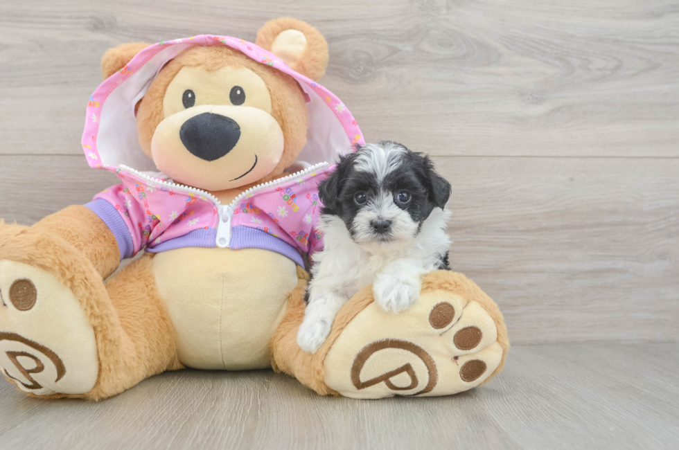 5 week old Maltipoo Puppy For Sale - Pilesgrove Pups