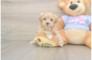 Best Maltipoo Baby