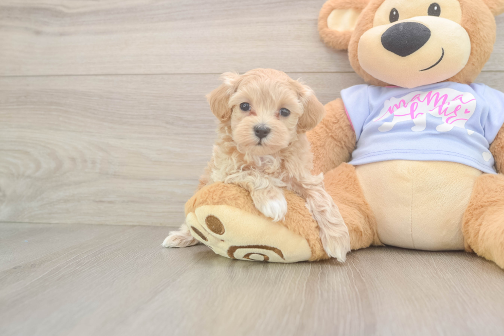 Best Maltipoo Baby