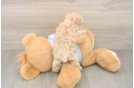 Popular Maltipoo Poodle Mix Pup