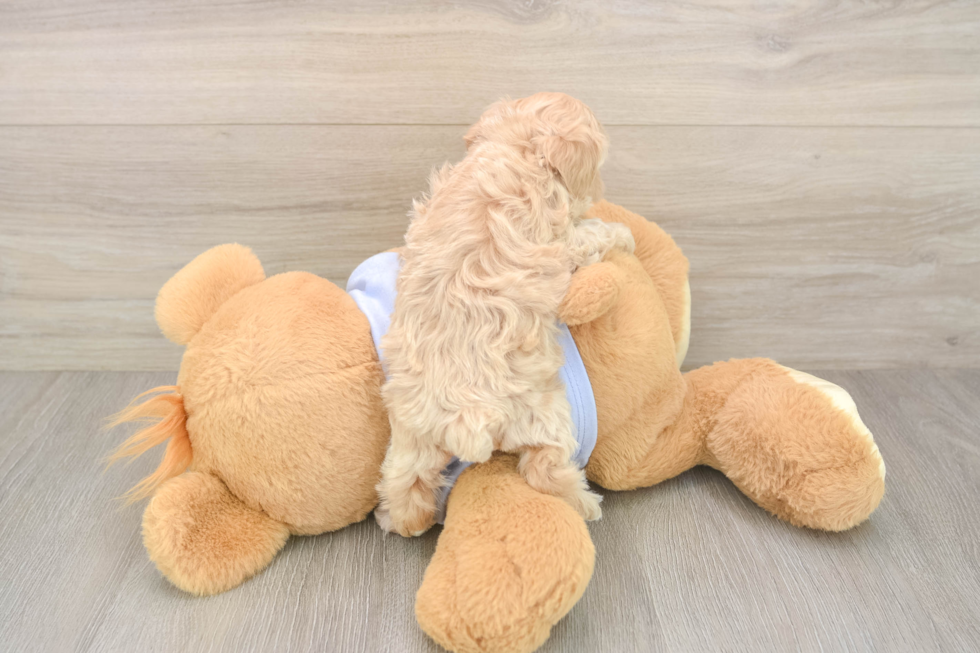 Popular Maltipoo Poodle Mix Pup