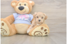Maltipoo Pup Being Cute