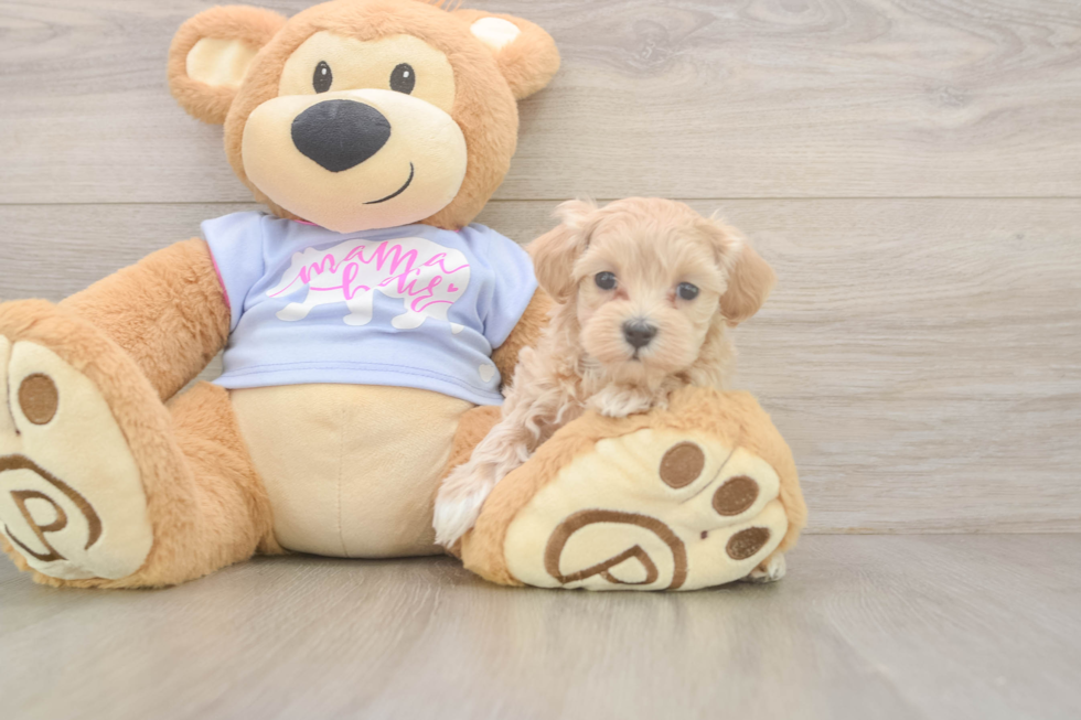 Maltipoo Pup Being Cute