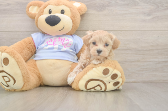 Maltipoo Pup Being Cute