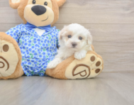 9 week old Maltipoo Puppy For Sale - Pilesgrove Pups 9 week old Maltipoo Puppy For Sale - Pilesgrove Pups