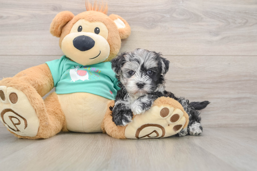 Maltipoo Puppy for Adoption