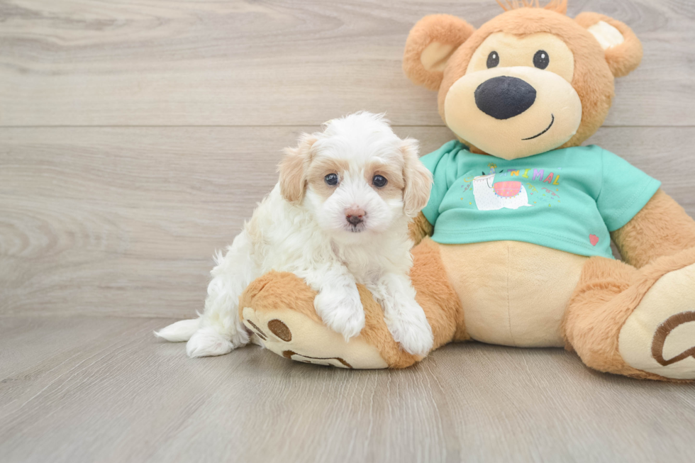 Best Maltipoo Baby
