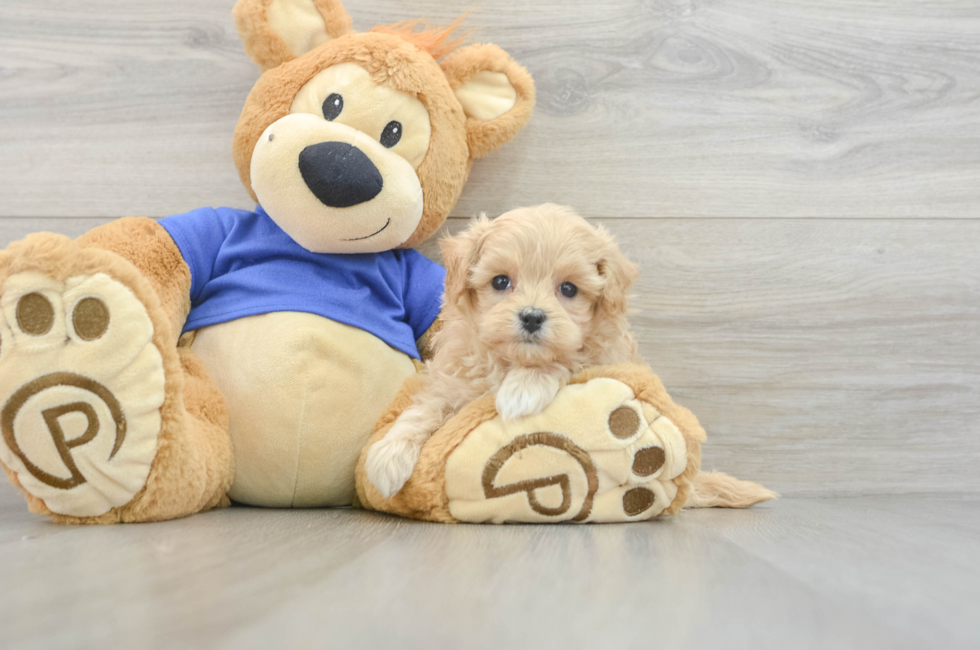 6 week old Maltipoo Puppy For Sale - Pilesgrove Pups