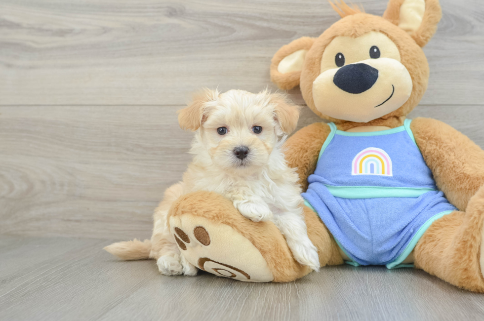 7 week old Maltipoo Puppy For Sale - Pilesgrove Pups