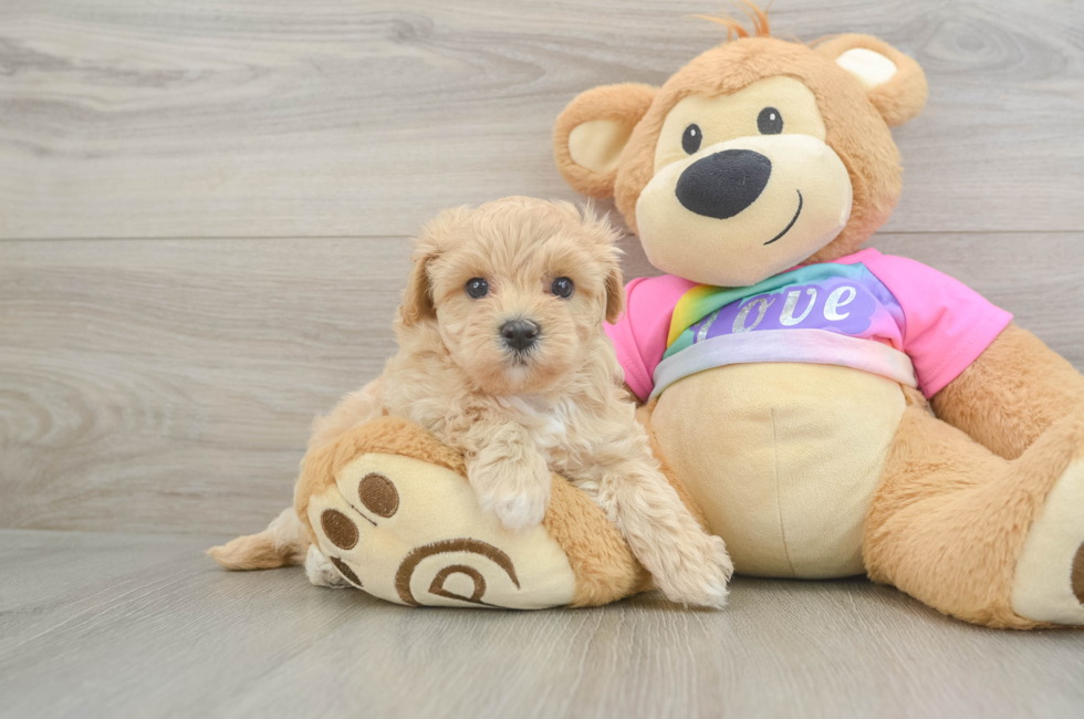 6 week old Maltipoo Puppy For Sale - Pilesgrove Pups