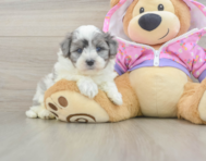 8 week old Maltipoo Puppy For Sale - Pilesgrove Pups