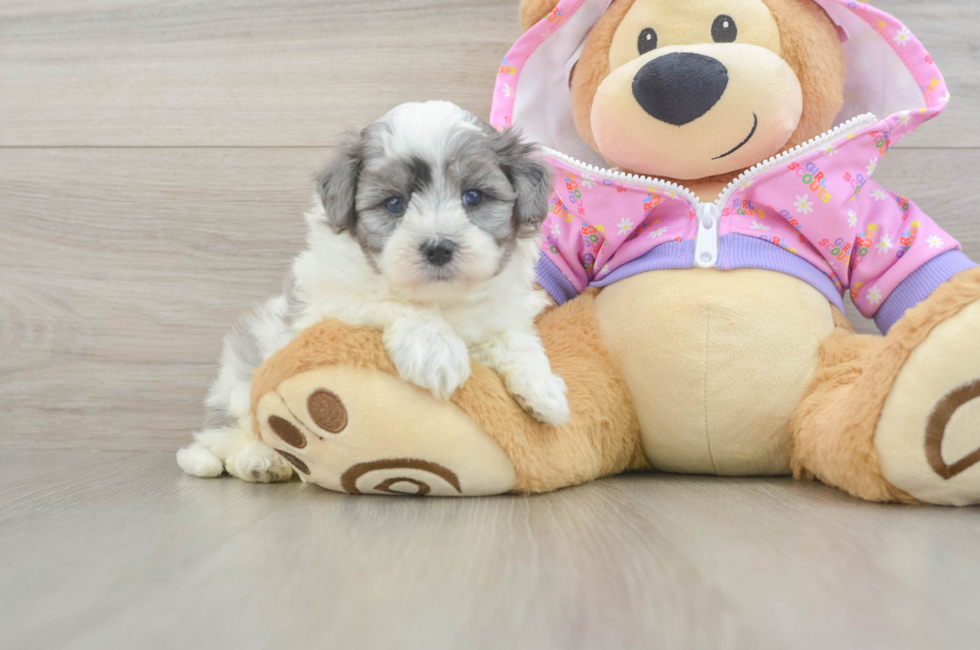 5 week old Maltipoo Puppy For Sale - Pilesgrove Pups