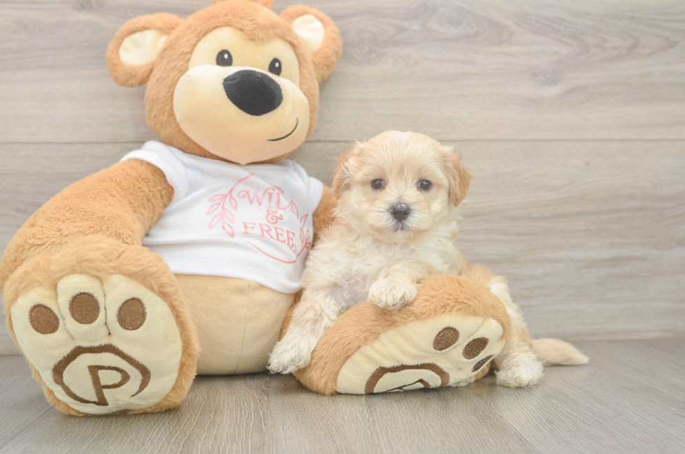 5 week old Maltipoo Puppy For Sale - Pilesgrove Pups