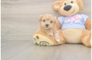 Maltipoo Puppy for Adoption