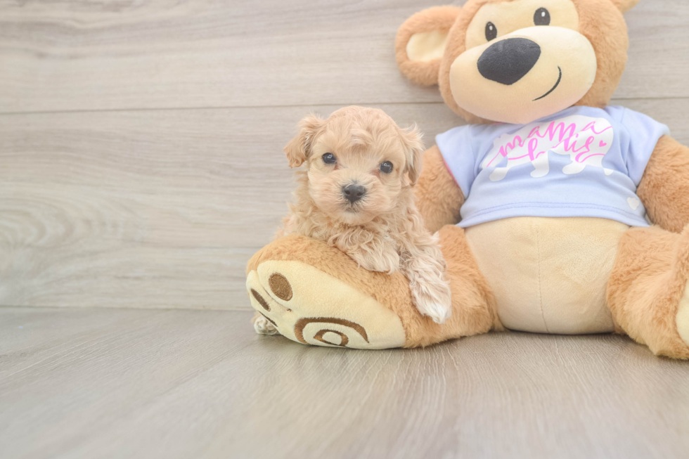 Maltipoo Puppy for Adoption
