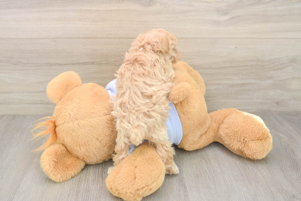 Maltipoo Puppy for Adoption